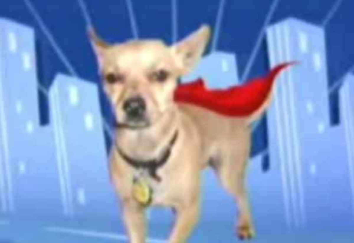 Τσιουάουα τα έβαλε με ληστές!