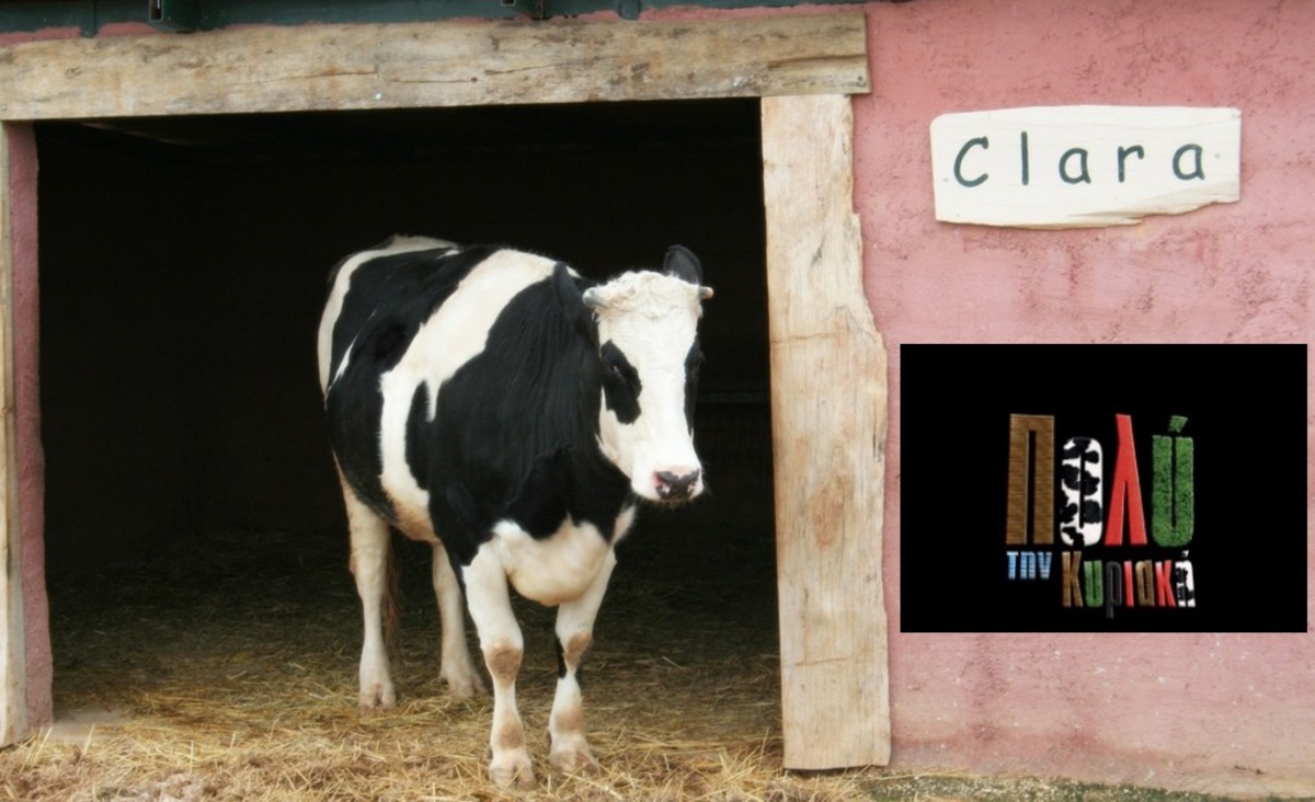 Το…παξιμάδι της Κλάρας του Γρηγόρη και το κίνημα των αγανακτισμένων τηλεθεατών