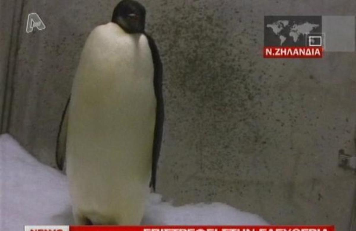 Επιστρέφει στην Ανταρκτική ο πιγκουίνος που είχε χάσει το δρόμο του!