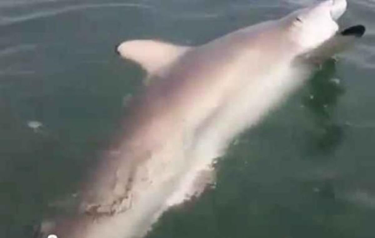 Πήγαν για ψάρεμα και έπιασαν… καρχαρία!