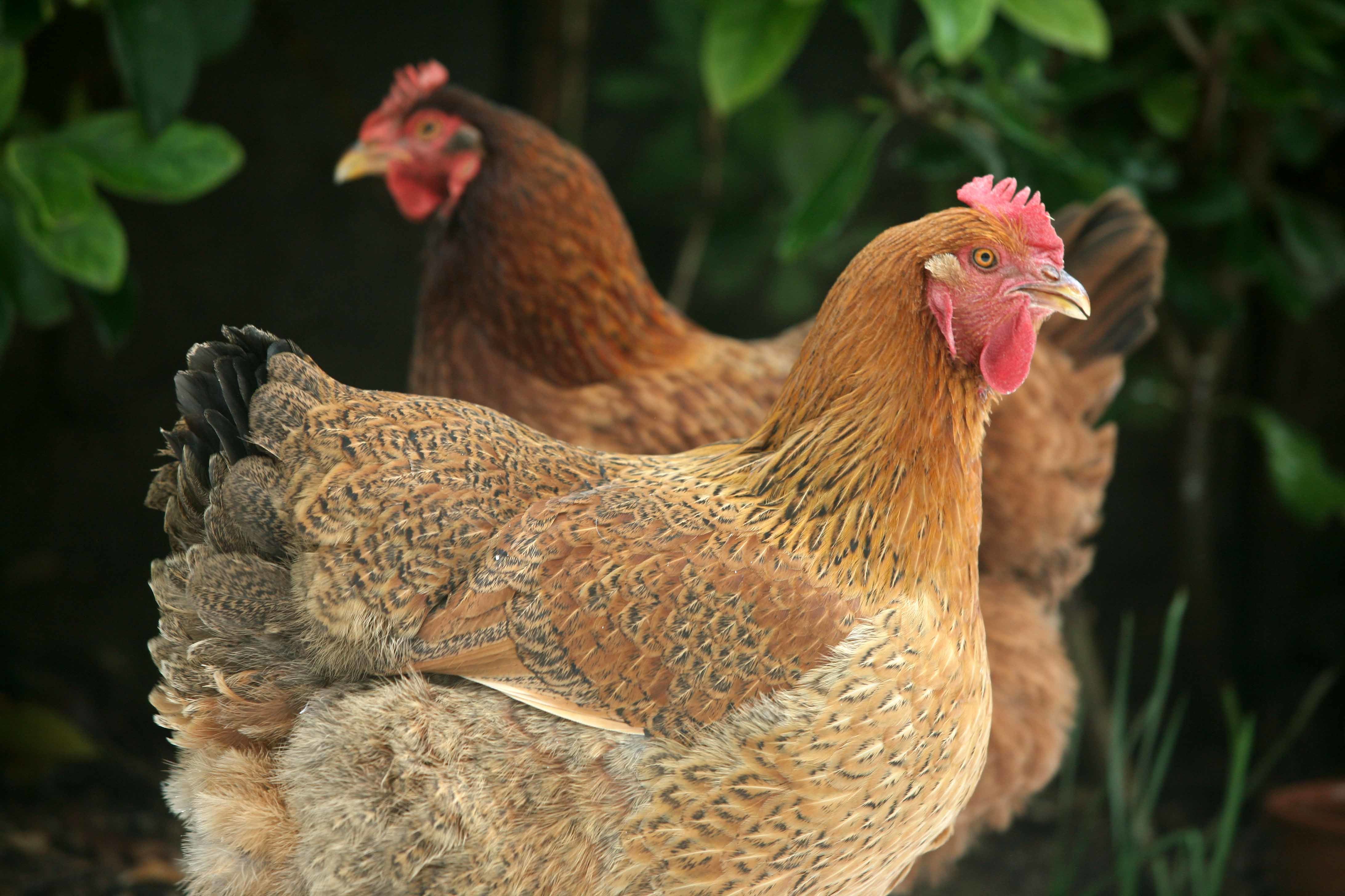 Οι “λυράτες κότες” της τηλεόρασης και το… χαλασμένο φλας του Γιωρίκα