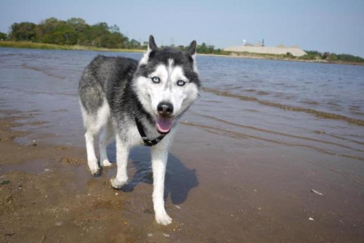 Γνωρίστε τη Mishka, το σκυλί που “μιλάει” και είναι διάσημο στο διαδίκτυο!