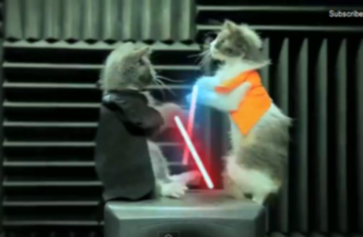 Η επιστροφή των Τζεντάι… με γάτες!