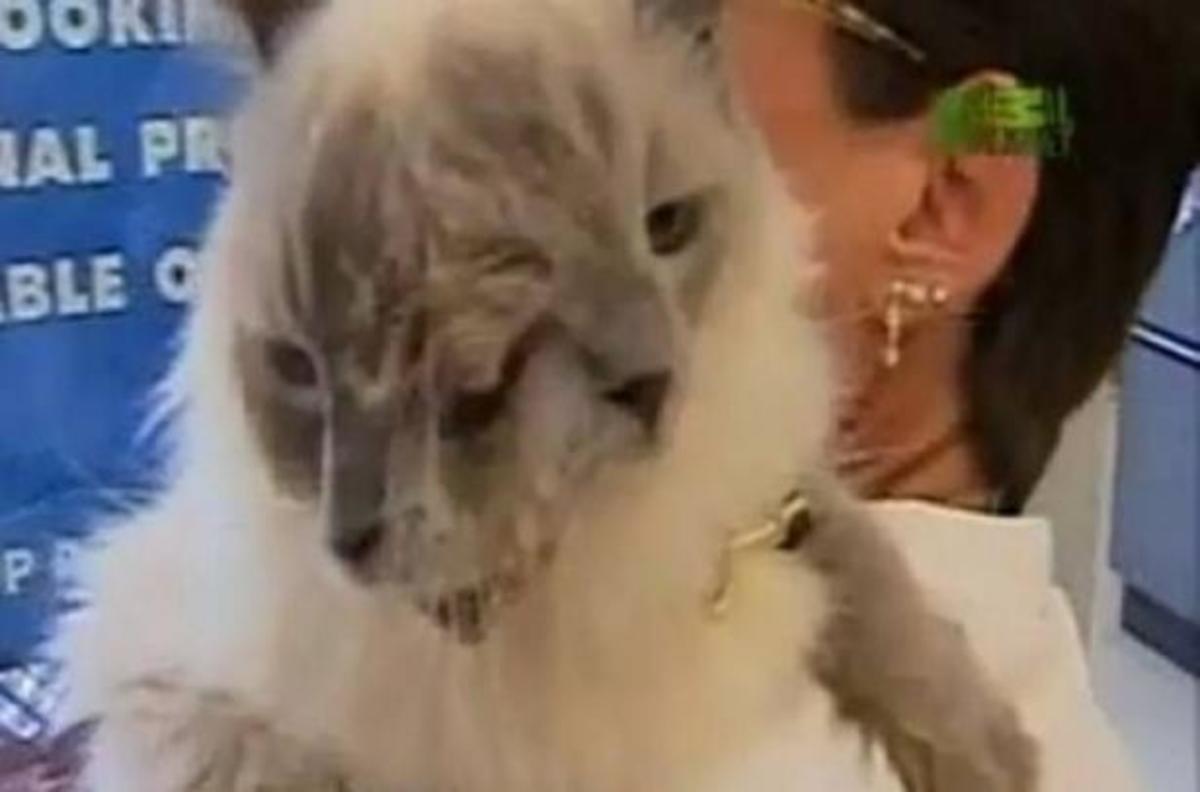 Ο μακροβιότερος γάτος με τα δύο πρόσωπα