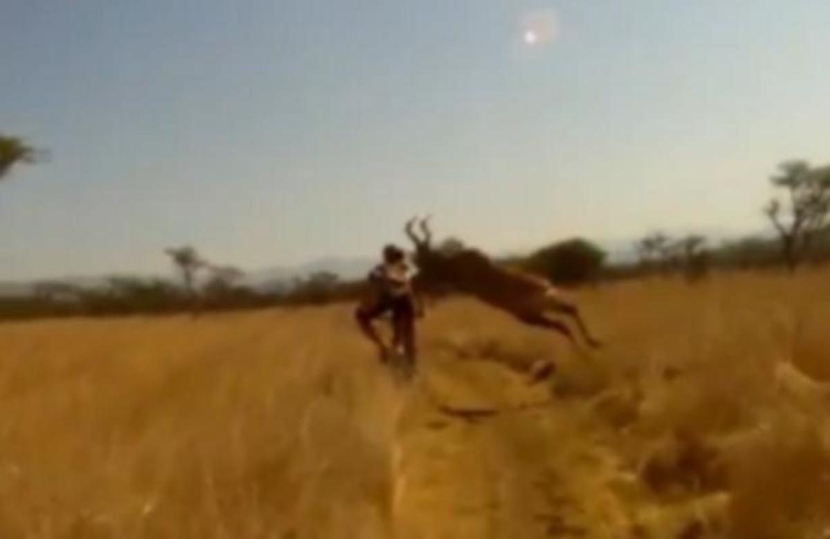 Αντιλόπη εναντίον ποδηλάτη