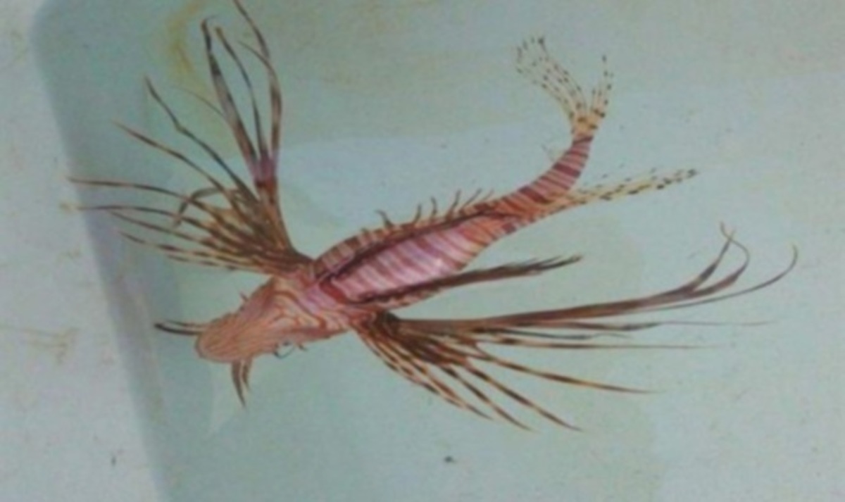 Κρήτη: Σήκωσε τα δίχτυα και είδε το δηλητηριώδες ψάρι που βλέπετε – Τι διαπιστώθηκε για το λεοντόψαρο (Φωτό)!