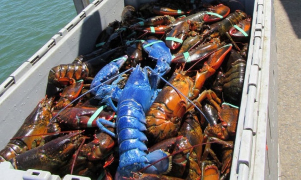 Άρχισε να ουρλιάζει ο ψαράς! Ένας… τιρκουάζ αστακός!