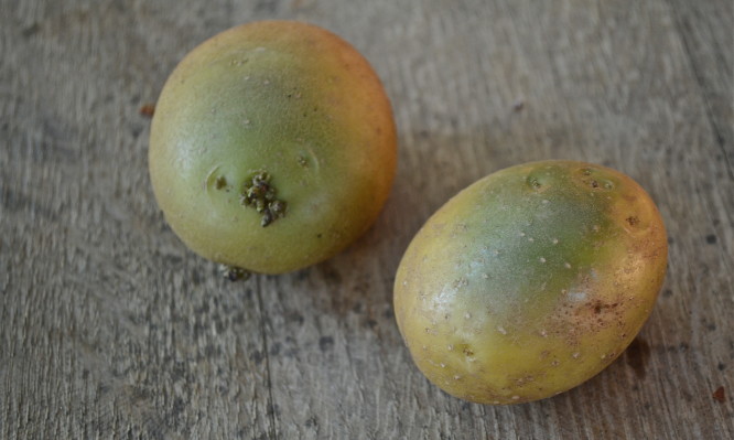 Γιατί πρέπει να ΜΗΝ τρώτε τις πατάτες που έχουν αυτή την όψη [vid]