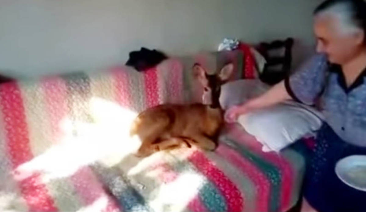 Viral το ζαρκάδι που ζει μέσα σε σπίτι – Η γιαγιά που το μεγαλώνει με μπιμπερό [pics, vid]