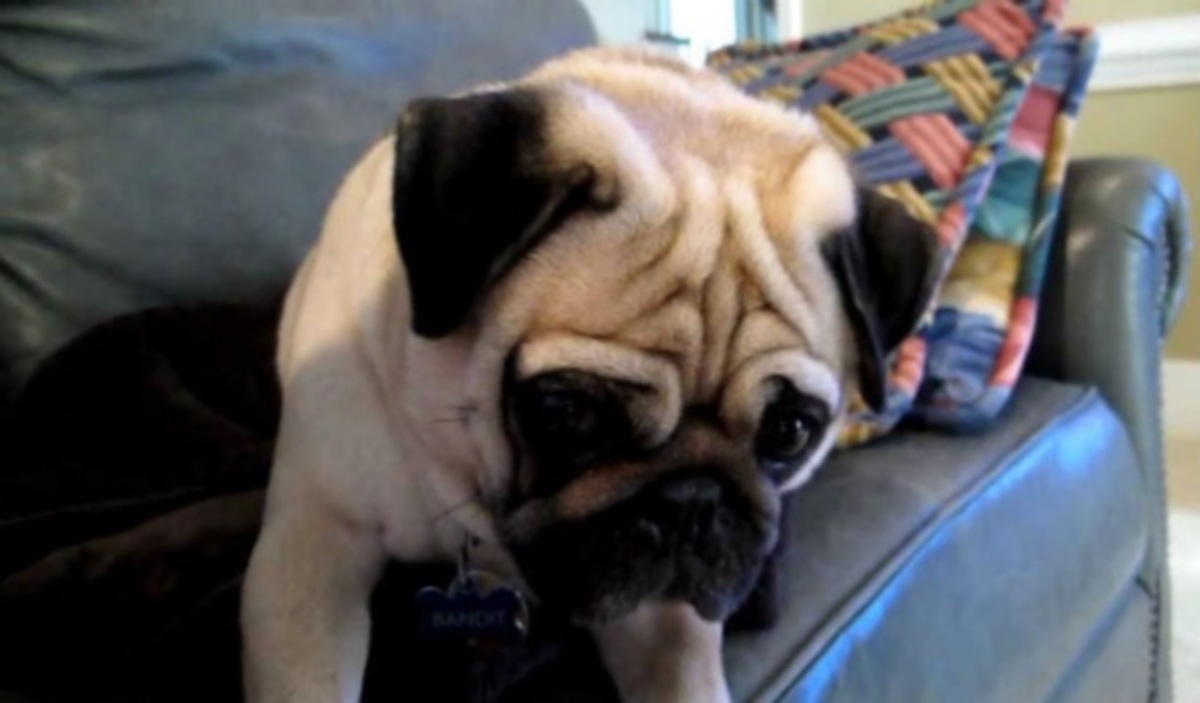 H αντίδραση του σκύλου, όταν ο ιδιοκτήτης του τον μαλώνει! (vid)