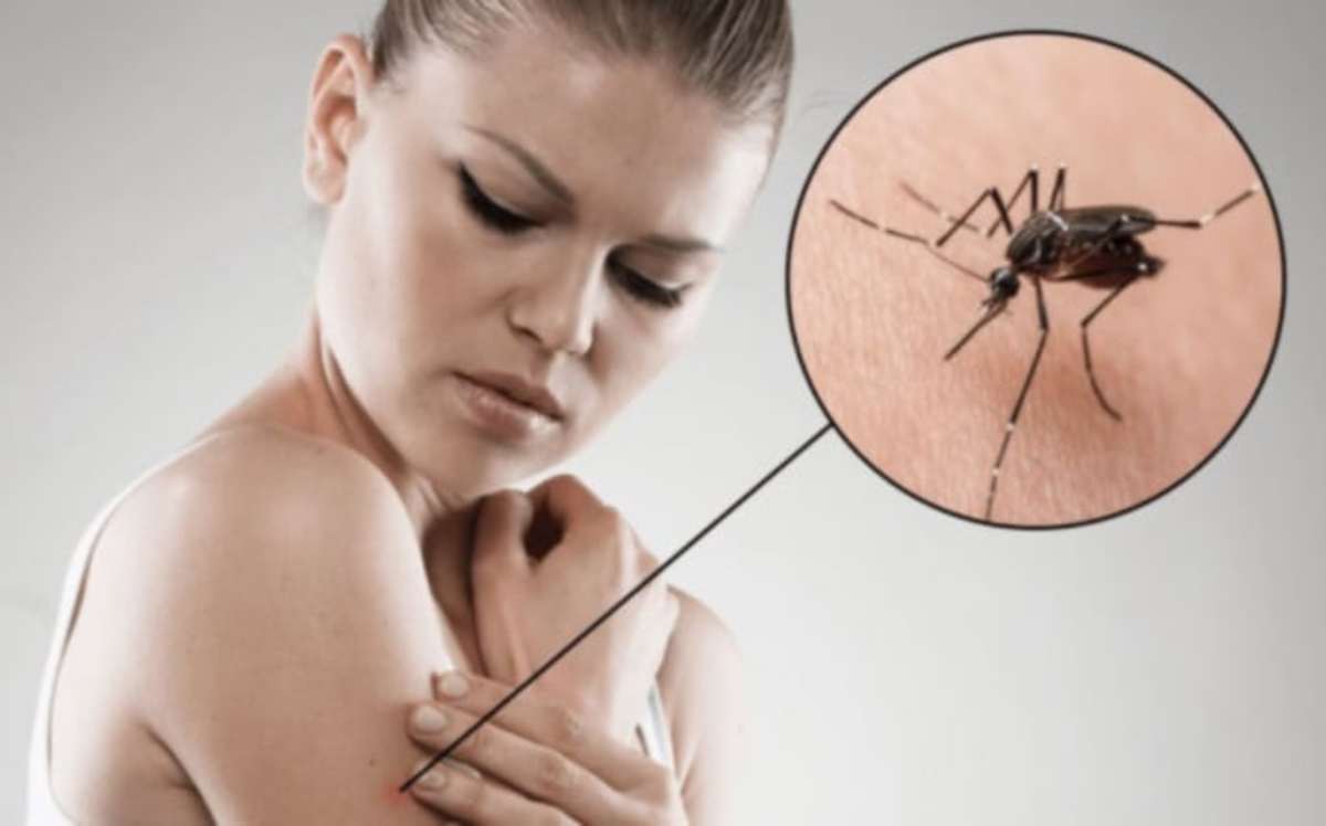 Συναγερμός στα Βαλκάνια για ασθένειες από κουνούπια – Τι γίνεται στην Ελλάδα
