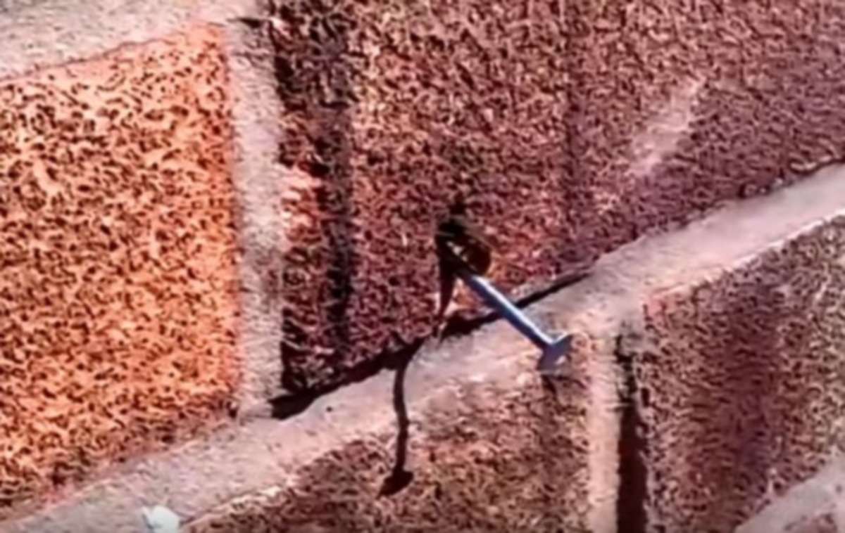 Η πιο δυνατή μέλισσα σε όλον τον κόσμο! Βγάζει καρφί από τον τοίχο [vid]