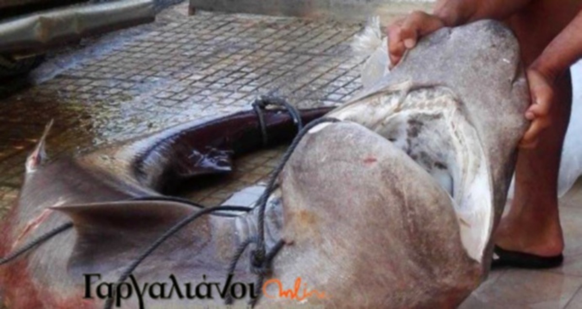 Μεσσηνία: Ασήκωτα τα δίχτυα των ψαράδων – Έπαθαν πλάκα όταν είδαν την εικόνα στην Μαραθόπολη [pics]