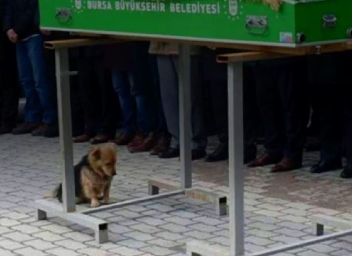 Ο «Χάτσικο» της Τουρκίας: Πηγαίνει κάθε μέρα στο σημείο που θάφτηκε το αφεντικό του
