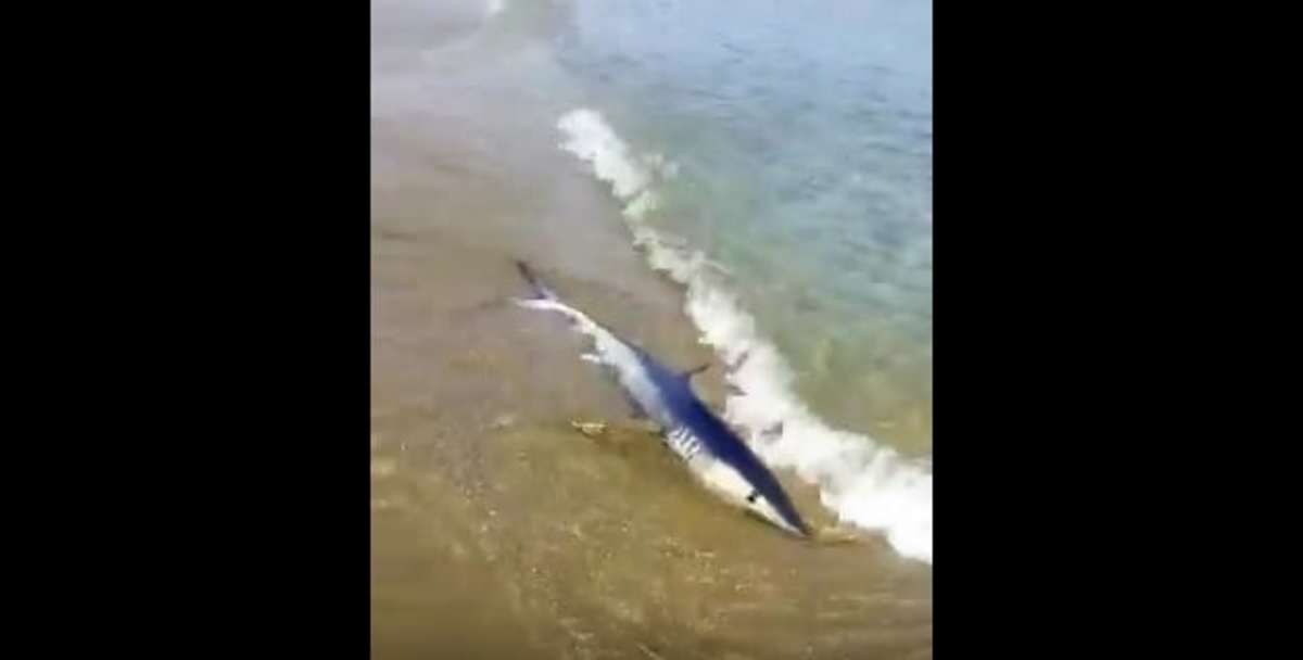 Καρχαρίας βγήκε σε παραλία στα Χανιά! video