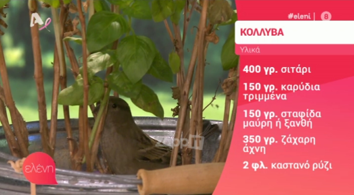 πουλάκι