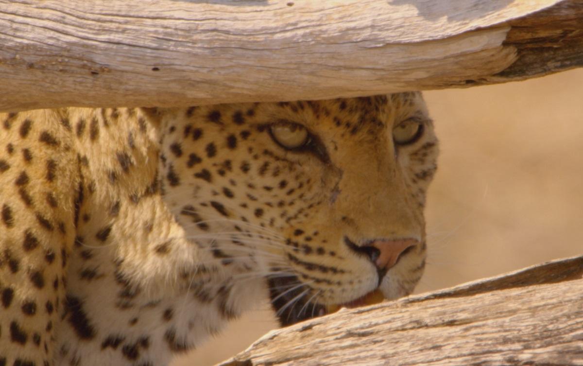 Άγριοι επιζώντες
