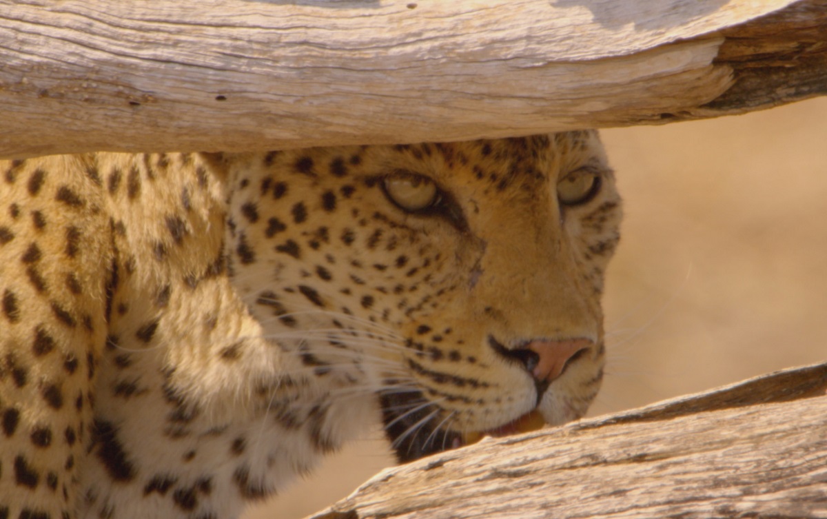 Άγριοι επιζώντες