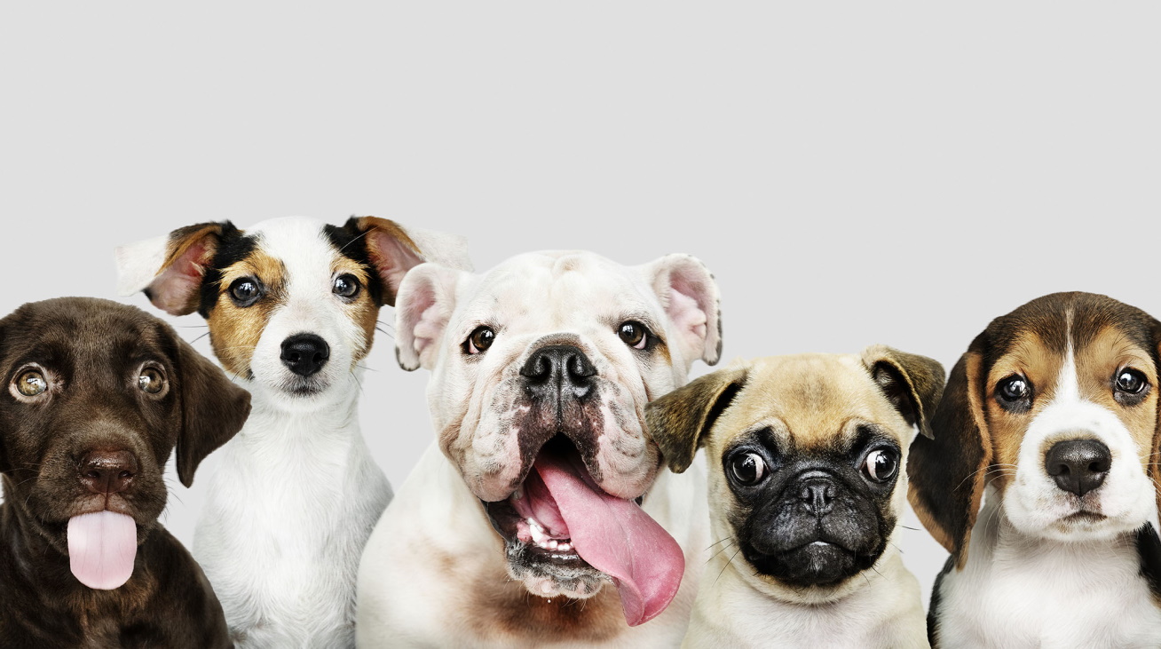 “Καθάριζα ακαθαρσίες σκύλων σε pet shop για να πληρώσω τη σχολή μου”