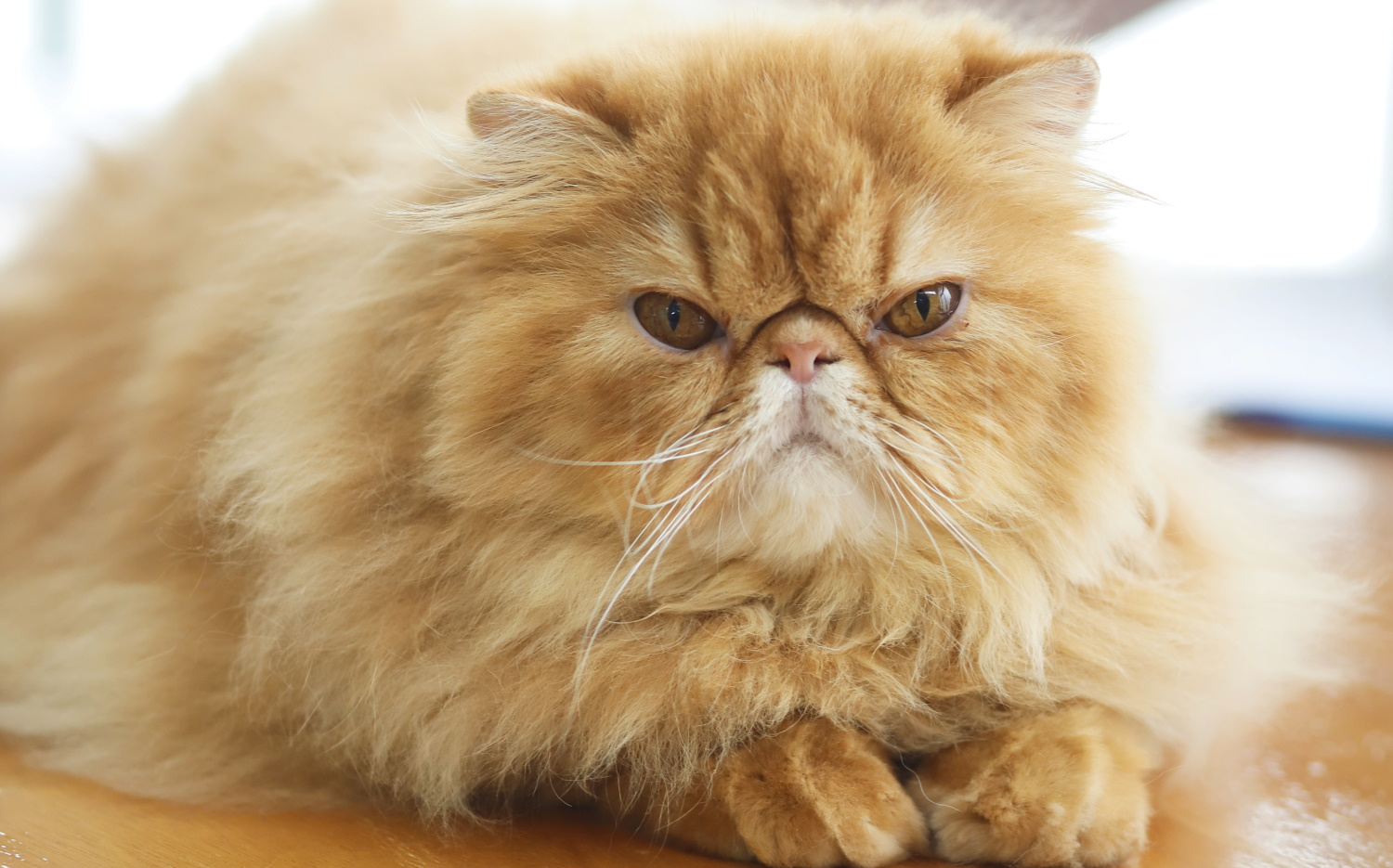 Cat Expo 2023: Πολλοί celebrities στη μεγαλύτερη γιορτή γάτας