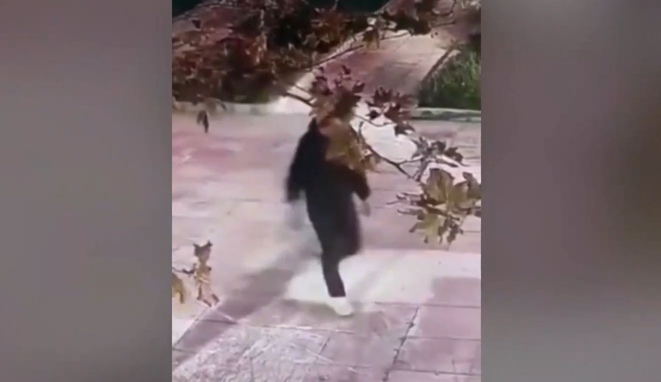 Δράκος