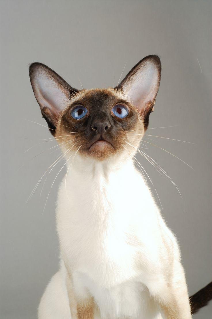 SIAMESE