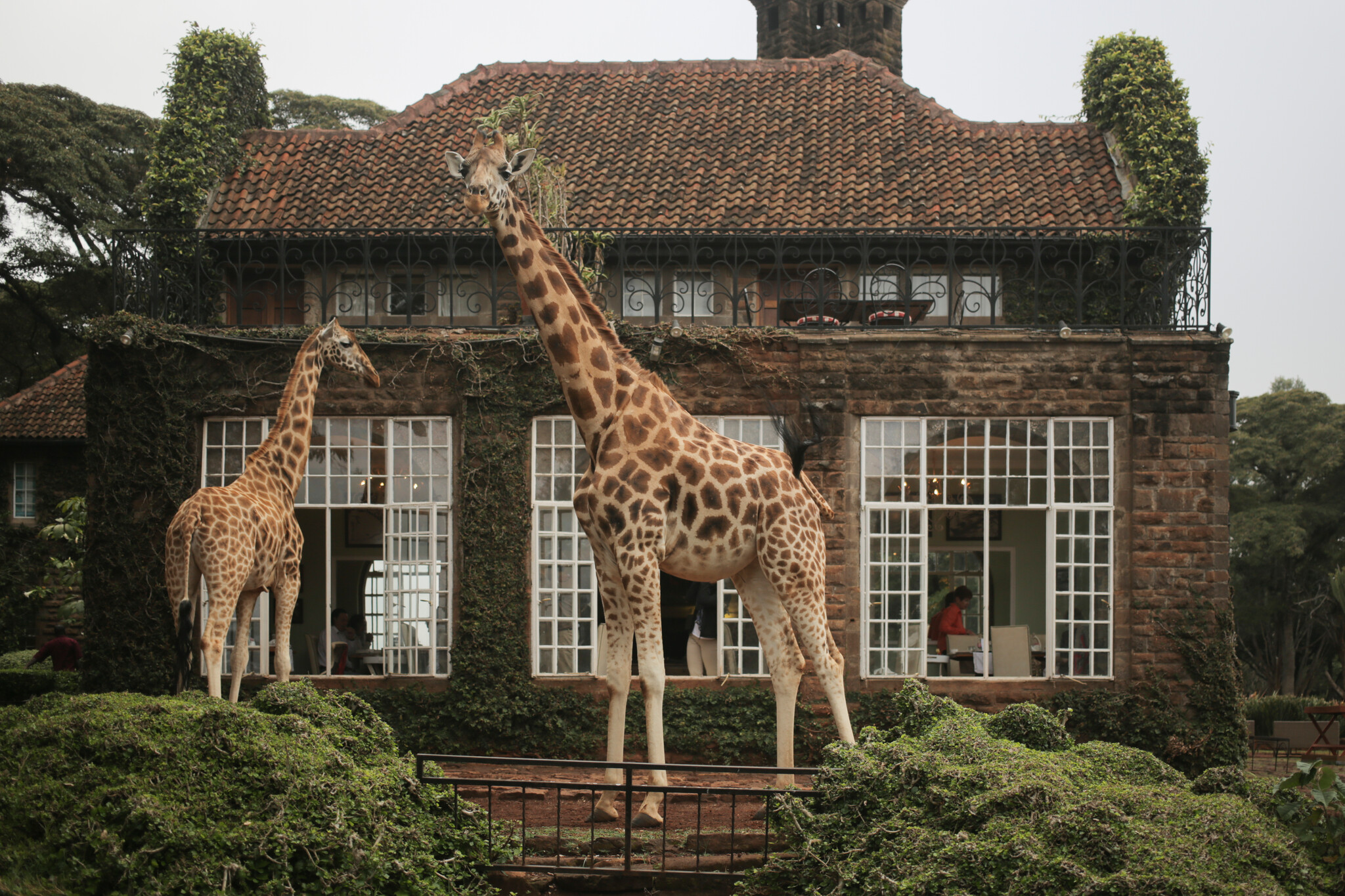 Picture Shows: Rothschild giragges outside of Giraffe Manor in Kenya.