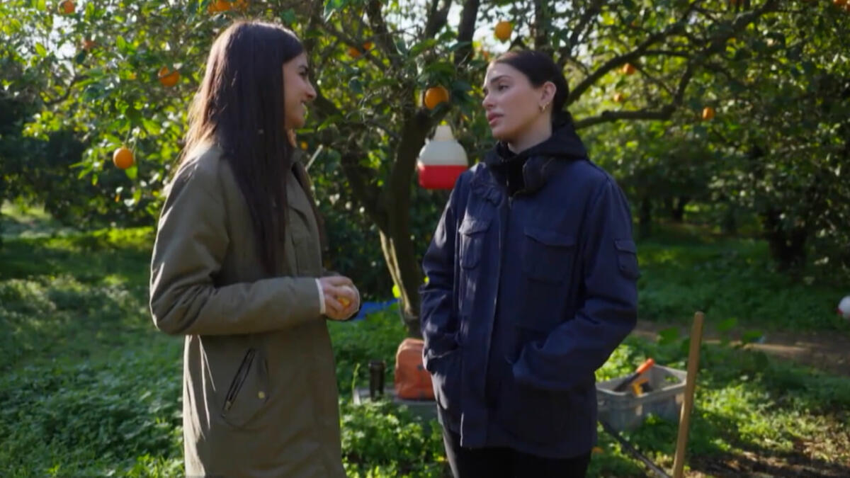 Η γη της ελιάς Δ επ. β