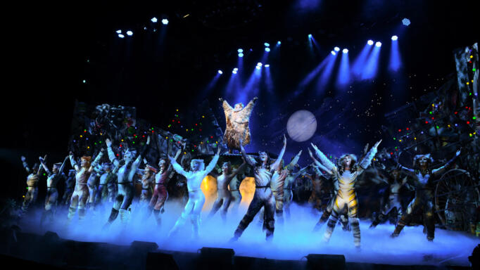 Cats