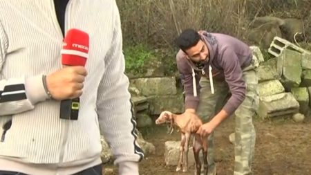 Προβατίνα γέννησε σε ζωντανή σύνδεση στην Κοινωνία ώρα Mega