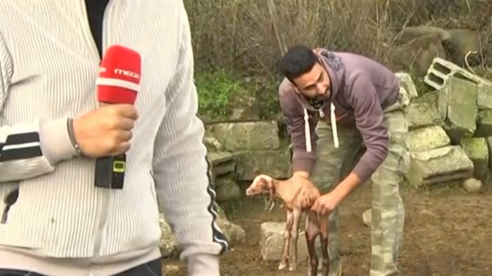 Προβατίνα γέννησε σε ζωντανή σύνδεση στην Κοινωνία ώρα Mega