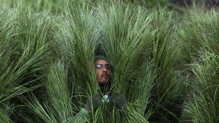 Super Bowl: Οι θάμνοι στο halftime show του Bad Bunny ήταν άνθρωποι – Εντυπωσιακά πλάνα από το backstage